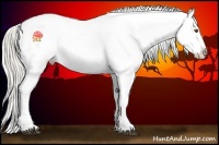 Horse Color:Chestnut Appaloosa 