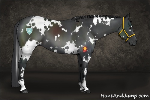 Horse Color:White Spotted Black 