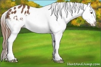 Horse Color:Chestnut Snowflake Varnish