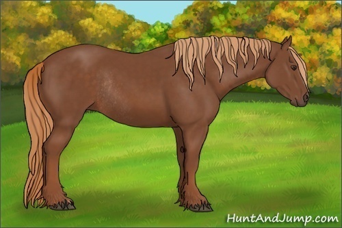 Horse Color:Chestnut Rabicano 