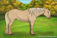 Horse Color:Red Dun Rabicano