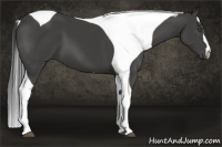 Horse Color:Smoky Black Tobiano
