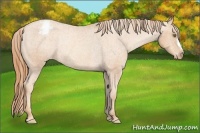 Horse Color:Gold Champagne Appaloosa Rabicano