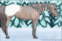 Horse Color:Brown Appaloosa 