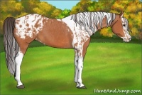 Horse Color:Bay Splash Tobiano Appaloosa  and Bay Splash Tobiano Appaloosa 