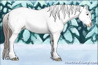 Horse Color:Brown Onyx Appaloosa Rabicano 