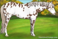 Horse Color:Chestnut Frame Appaloosa Rabicano 