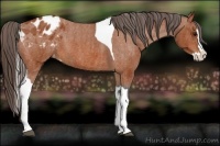 Horse Color:Bay Splash Tobiano Appaloosa  Brindle