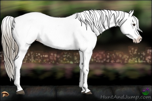 Horse Color:Liver Chestnut Appaloosa