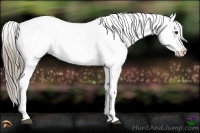 Horse Color:Liver Chestnut Appaloosa 