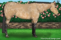 Horse Color:Buckskin Ice 