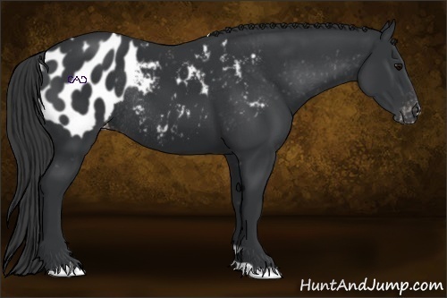 Horse Color:Black Blanket Rabicano 