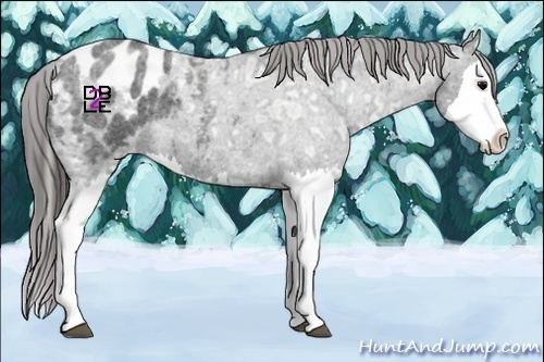 Horse Color:Blue Ice Roan Splash Appaloosa 