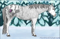 Horse Color:Blue Ice Roan Splash Appaloosa
