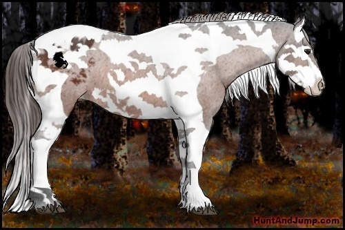 Horse Color:Bay Splash Tobiano Appaloosa  and Bay Splash Tobiano Appaloosa 