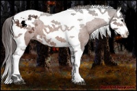 Horse Color:Bay Splash Tobiano Appaloosa and Bay Splash Tobiano Appaloosa