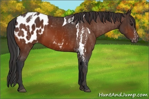 Horse Color:Bay Splash Tobiano Appaloosa Brindle