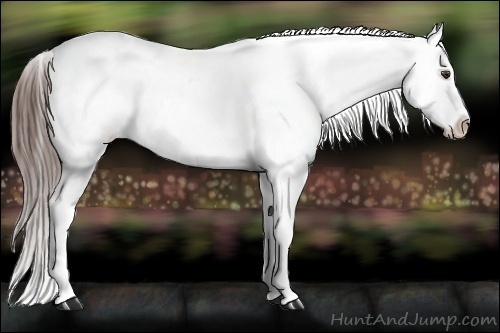 Horse Color:Liver Chestnut Appaloosa 