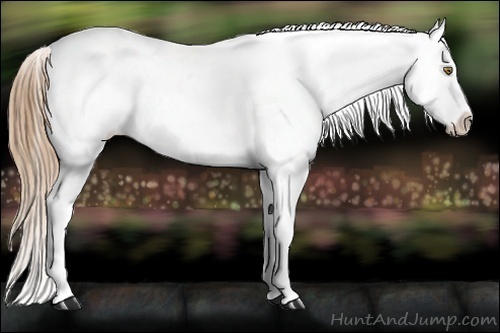 Horse Color:Chestnut Pearl Appaloosa 