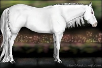 Horse Color:Brown Chinchilla Roan Pearl Appaloosa
