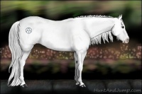 Horse Color:Blue Chinchilla Roan Near Fewspot Rabicano 