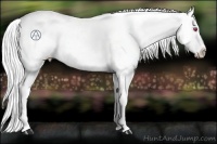 Horse Color:Silver Black Chinchilla Appaloosa 
