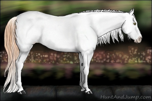 Horse Color:Sable Cream Champagne Appaloosa 