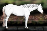Horse Color:Brown Appaloosa 