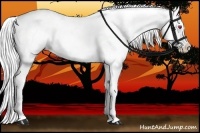 Horse Color:Amber Champagne Chinchilla Appaloosa 