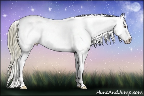 Horse Color:Liver Red Roan Appaloosa 