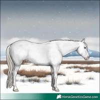Horse Color:Liver Red Roan Mushroom Appaloosa 