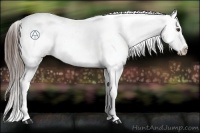 Horse Color:Liver Chestnut Appaloosa 