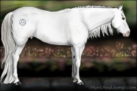 Horse Color:Liver Chestnut Appaloosa 