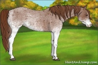 Horse Color:White Spotted Red Roan 