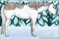 Horse Color:Silver Blue Roan Sabino Splash 