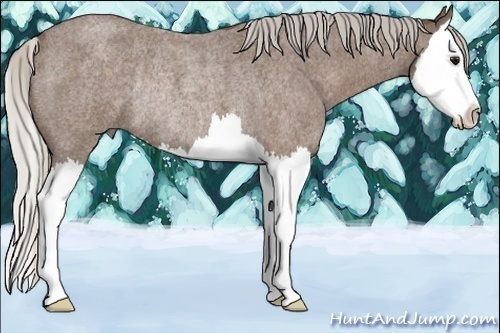 Horse Color:Silver Blue Roan Splash Rabicano 