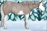 Horse Color:Silver Blue Roan Splash Rabicano