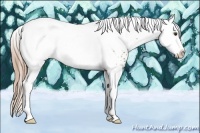 Horse Color:White Spotted Chestnut Splash Appaloosa Rabicano 