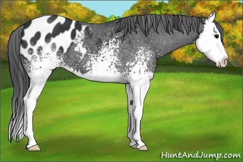 Horse Color:White Spotted Black Splash Appaloosa 