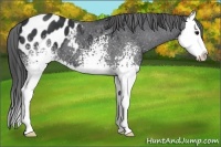 Horse Color:White Spotted Black Splash Appaloosa 