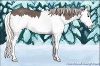 Horse Color:Silver Black Sabino Splash