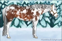 Horse Color:Bay Sabino Splash 