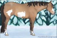 Horse Color:Amber Champagne Frame 
