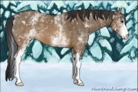 Horse Color:White Spotted Brown Dun