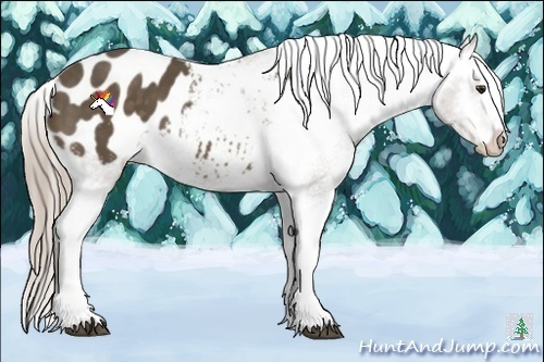 Horse Color:White Spotted Chocolate Palomino Appaloosa 
