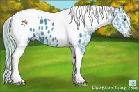 Horse Color:Watercolor Liver Chestnut Tobiano Appaloosa 