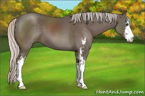 Horse Color:Silver Black Sabino 