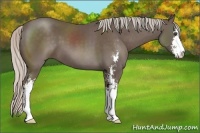 Horse Color:Silver Black Sabino