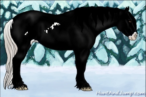 Horse Color:White Spotted Chocolate Palomino Dun Appaloosa 