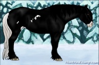 Horse Color:White Spotted Chocolate Palomino Dun Appaloosa 